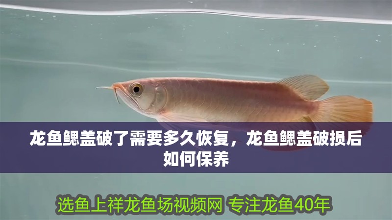 龍魚鰓蓋破了需要多久恢復，龍魚鰓蓋破損后如何保養 龍魚鰓蓋破了需要多久恢復，龍魚鰓蓋破損后如何保養 龍魚百科