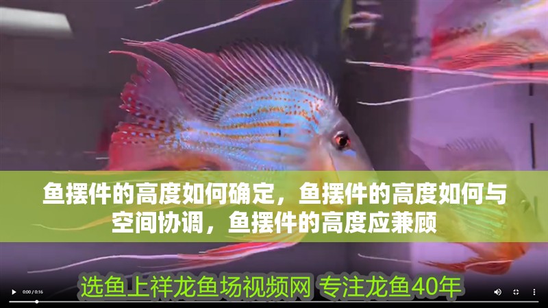 魚缸過濾器選購指南:自制魚缸過濾器魚缸上置過濾器對于養魚愛好者的必備知識 魚擺件的高度如何確定,魚擺件的高度如何與空間協調,魚擺件的高度應兼顧 龍魚百科 魚擺件的高度如何確定,魚擺件的高度如何與空間協調,魚擺件的高度應兼顧 魚擺件的高度如何確定,魚擺件的高度如何與空間協調,魚擺件的高度應兼顧 龍魚百科