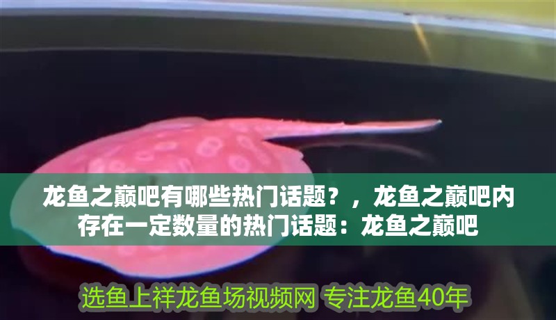龍魚之巔吧有哪些熱門話題？，龍魚之巔吧內存在一定數量的熱門話題：龍魚之巔吧