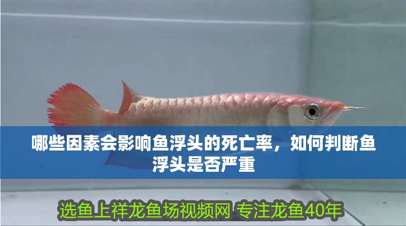 哪些因素會影響魚浮頭的死亡率，如何判斷魚浮頭是否嚴重 哪些因素會影響魚浮頭的死亡率，如何判斷魚浮頭是否嚴重 龍魚百科