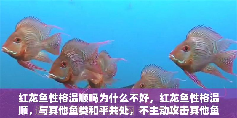紅龍魚性格溫順嗎為什么不好，紅龍魚性格溫順，與其他魚類和平共處，不主動攻擊其他魚類