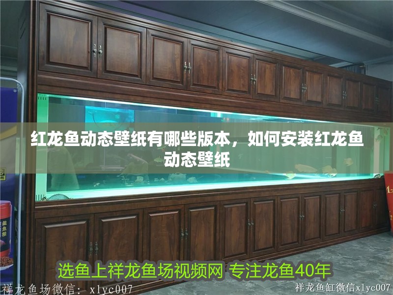 紅龍魚動態壁紙有哪些版本，如何安裝紅龍魚動態壁紙 紅龍魚動態壁紙有哪些版本，如何安裝紅龍魚動態壁紙 龍魚百科