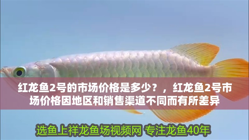 紅龍魚2號的市場價格是多少？，紅龍魚2號市場價格因地區和銷售渠道不同而有所差異