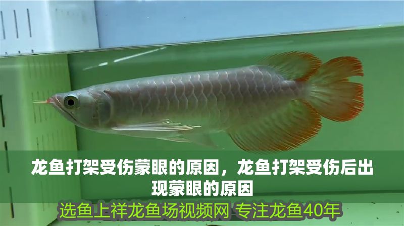 龍魚打架受傷蒙眼的原因，龍魚打架受傷后出現蒙眼的原因