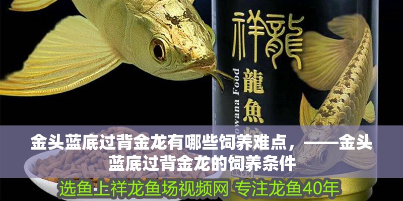 金頭藍底過背金龍有哪些飼養難點，——金頭藍底過背金龍的飼養條件