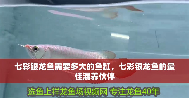 七彩銀龍魚需要多大的魚缸，七彩銀龍魚的最佳混養(yǎng)伙伴 七彩銀龍魚需要多大的魚缸，七彩銀龍魚的最佳混養(yǎng)伙伴 龍魚百科