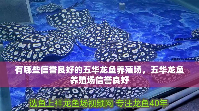 有哪些信譽(yù)良好的五華龍魚養(yǎng)殖場，五華龍魚養(yǎng)殖場信譽(yù)良好