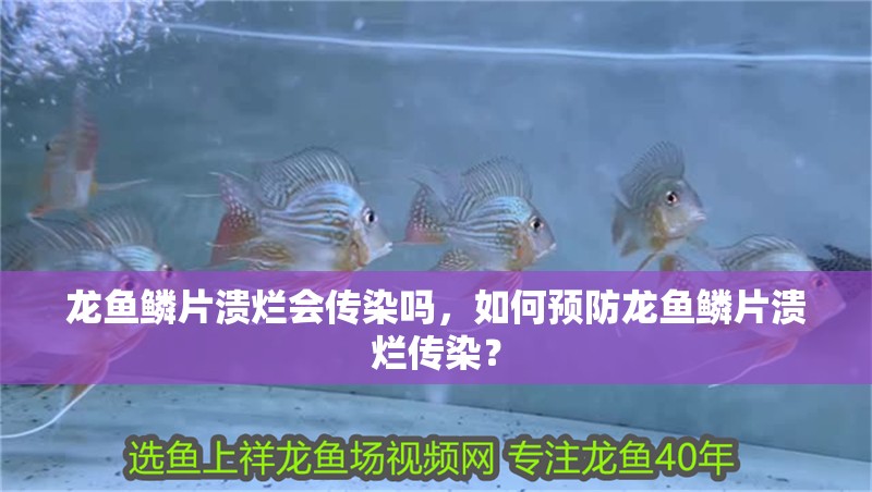 龍魚鱗片潰爛會傳染嗎，如何預防龍魚鱗片潰爛傳染？ 龍魚鱗片潰爛會傳染嗎，如何預防龍魚鱗片潰爛傳染？ 龍魚百科