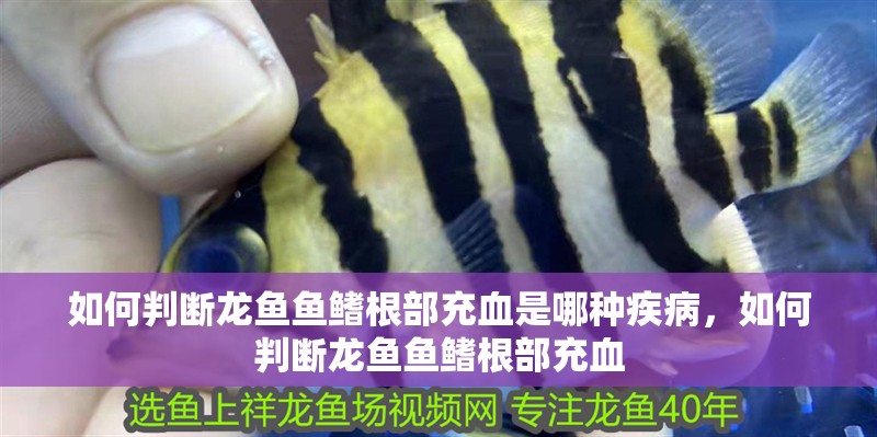 如何判斷龍魚魚鰭根部充血是哪種疾病，如何判斷龍魚魚鰭根部充血