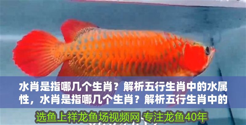 水肖是指哪幾個生肖？解析五行生肖中的水屬性，水肖是指哪幾個生肖？解析五行生肖中的水屬性