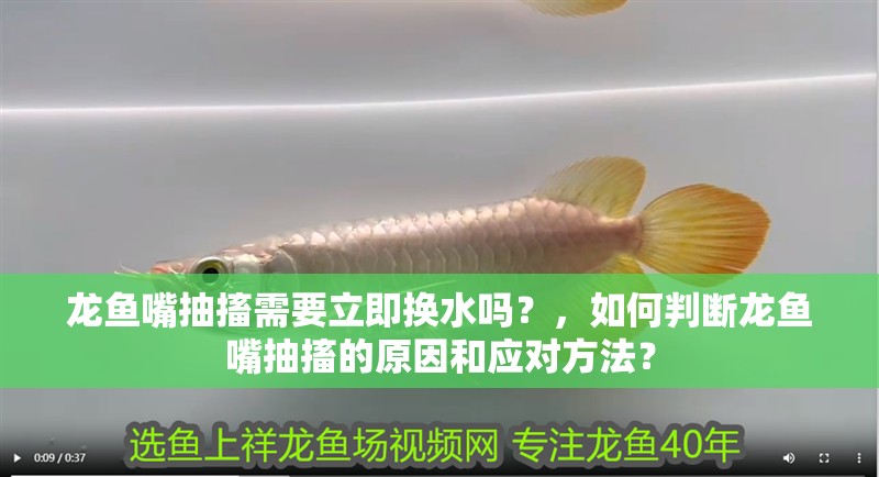 龍魚嘴抽搐需要立即換水嗎？，如何判斷龍魚嘴抽搐的原因和應對方法？
