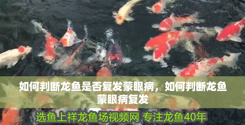 如何判斷龍魚是否復發蒙眼病，如何判斷龍魚蒙眼病復發
