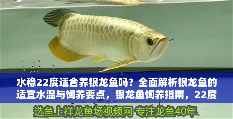 水穩22度適合養銀龍魚嗎？全面解析銀龍魚的適宜水溫與飼養要點，銀龍魚飼養指南，22度水溫是否適宜及關鍵養護要點 水穩22度適合養銀龍魚嗎？全面解析銀龍魚的適宜水溫與飼養要點，銀龍魚飼養指南，22度水溫是否適宜及關鍵養護要點 龍魚百科 第1張