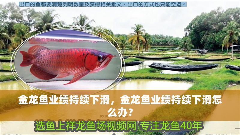 金龍魚業績持續下滑,金龍魚業績持續下滑怎么辦? 龍魚百科 第2張 金龍魚業績持續下滑,金龍魚業績持續下滑怎么辦? 金龍魚業績持續下滑,金龍魚業績持續下滑怎么辦? 龍魚百科 第2張