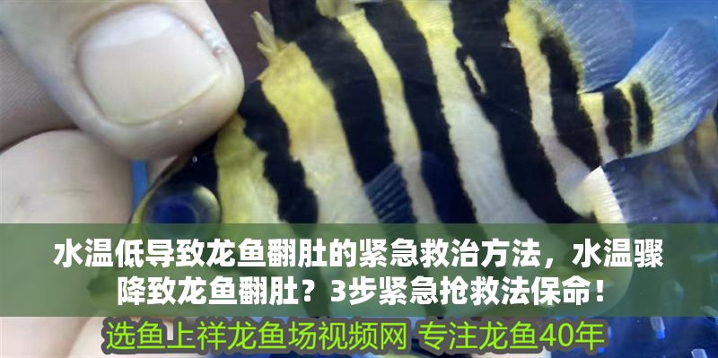 水溫低導致龍魚翻肚的緊急救治方法，水溫驟降致龍魚翻肚？3步緊急搶救法保命！ 水溫低導致龍魚翻肚的緊急救治方法，水溫驟降致龍魚翻肚？3步緊急搶救法保命！ 龍魚百科 第1張