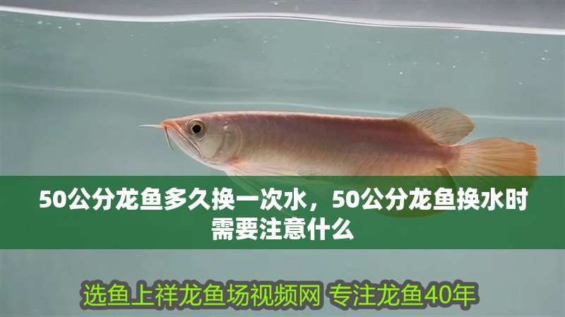 50公分龍魚多久換一次水，50公分龍魚換水時需要注意什么