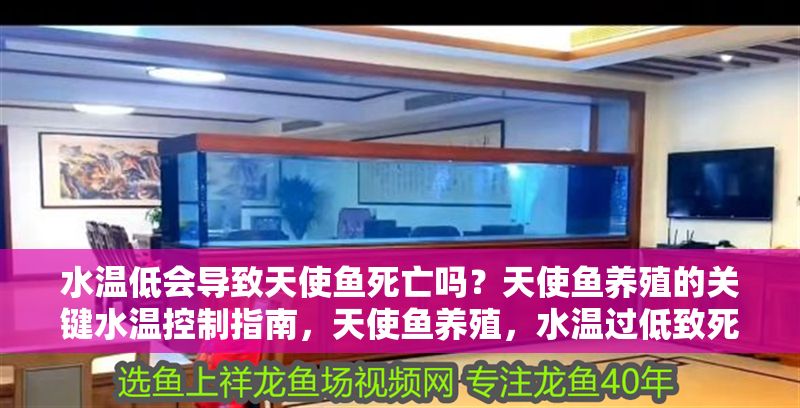 水溫低會導致天使魚死亡嗎？天使魚養殖的關鍵水溫控制指南，天使魚養殖，水溫過低致死的風險與關鍵控溫指南 水溫低會導致天使魚死亡嗎？天使魚養殖的關鍵水溫控制指南，天使魚養殖，水溫過低致死的風險與關鍵控溫指南 龍魚百科 第1張
