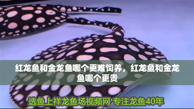 紅龍魚和金龍魚哪個更難飼養(yǎng)，紅龍魚和金龍魚哪個更貴
