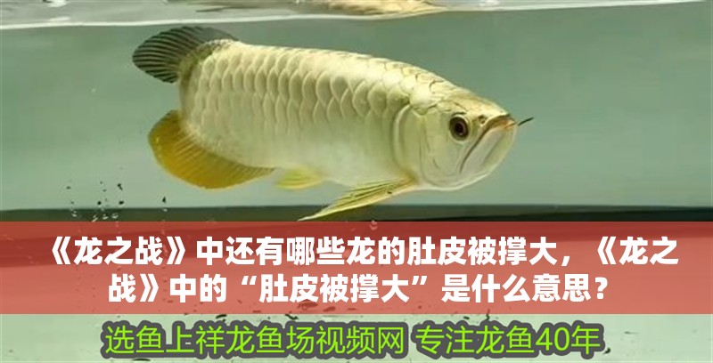 《龍之戰(zhàn)》中還有哪些龍的肚皮被撐大，《龍之戰(zhàn)》中的“肚皮被撐大”是什么意思？