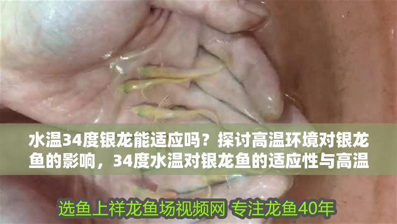 水溫34度銀龍能適應嗎？探討高溫環境對銀龍魚的影響，34度水溫對銀龍魚的適應性與高溫影響分析 水溫34度銀龍能適應嗎？探討高溫環境對銀龍魚的影響，34度水溫對銀龍魚的適應性與高溫影響分析 龍魚百科 第1張