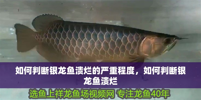 如何判斷銀龍魚潰爛的嚴重程度，如何判斷銀龍魚潰爛 如何判斷銀龍魚潰爛的嚴重程度，如何判斷銀龍魚潰爛 龍魚百科