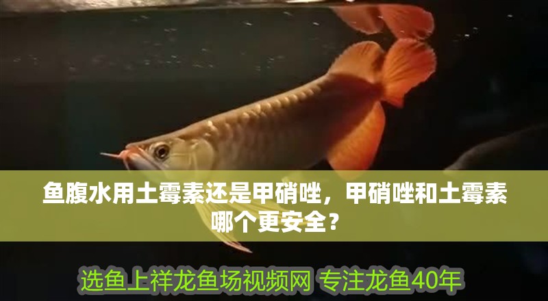 魚腹水用土霉素還是甲硝唑，甲硝唑和土霉素哪個更安全？
