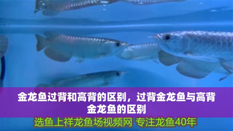 金龍魚過背和高背的區(qū)別，過背金龍魚與高背金龍魚的區(qū)別