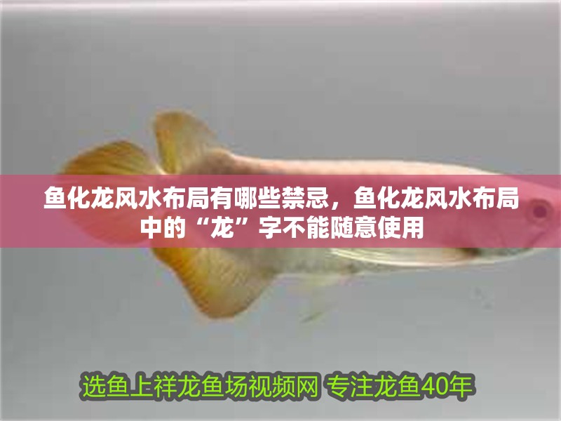 魚化龍風(fēng)水布局有哪些禁忌，魚化龍風(fēng)水布局中的“龍”字不能隨意使用