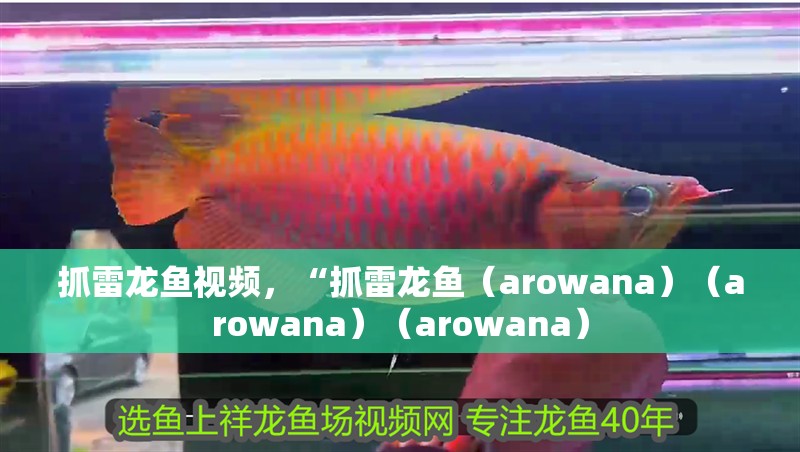抓雷龍魚(yú)視頻，“抓雷龍魚(yú)（arowana）（arowana）（arowana）