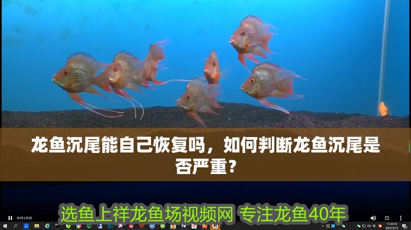 龍魚沉尾能自己恢復嗎，如何判斷龍魚沉尾是否嚴重？