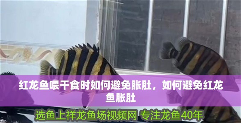 紅龍魚喂干食時如何避免脹肚，如何避免紅龍魚脹肚