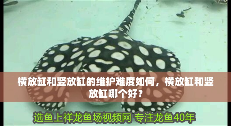 橫放缸和豎放缸的維護難度如何，橫放缸和豎放缸哪個好？ 橫放缸和豎放缸的維護難度如何，橫放缸和豎放缸哪個好？ 龍魚百科