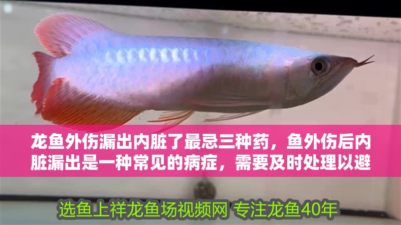 魚缸用增氧泵價格是多少:魚缸增氧機-xtrac增氧機-xtrac增氧機 龍魚外傷漏出內臟了最忌三種藥,魚外傷后內臟漏出是一種常見的病癥,需要及時處理以避免病情惡化 龍魚百科 龍魚外傷漏出內臟了最忌三種藥,魚外傷后內臟漏出是一種常見的病癥,需要及時處理以避免病情惡化 龍魚外傷漏出內臟了最忌三種藥,魚外傷后內臟漏出是一種常見的病癥,需要及時處理以避免病情惡化 龍魚百科