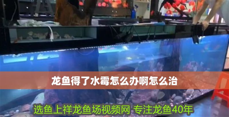 龍魚得了水霉怎么辦啊怎么治 龍魚得了水霉怎么辦啊怎么治 龍魚百科 第2張