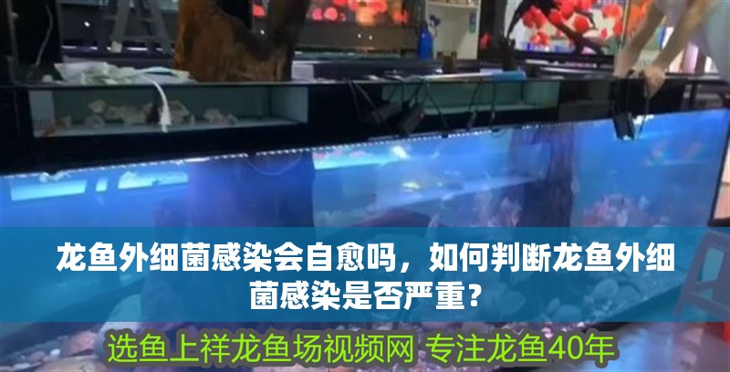龍魚外細菌感染會自愈嗎，如何判斷龍魚外細菌感染是否嚴重？