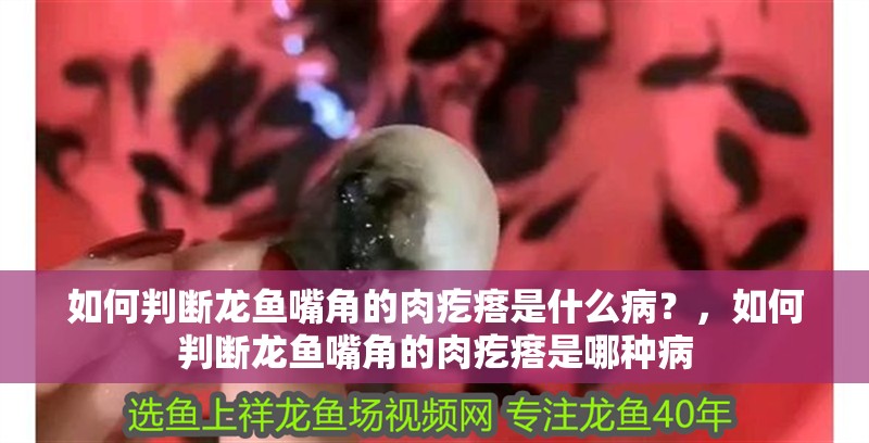 魚缸過濾器選購指南:自制魚缸過濾器魚缸上置過濾器對于養魚愛好者的必備知識 如何判斷龍魚嘴角的肉疙瘩是什么病?,如何判斷龍魚嘴角的肉疙瘩是哪種病 龍魚百科 如何判斷龍魚嘴角的肉疙瘩是什么病?,如何判斷龍魚嘴角的肉疙瘩是哪種病 如何判斷龍魚嘴角的肉疙瘩是什么病?,如何判斷龍魚嘴角的肉疙瘩是哪種病 龍魚百科