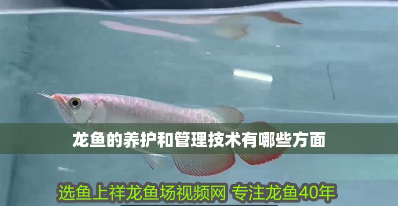 龍魚的養護和管理技術有哪些方面