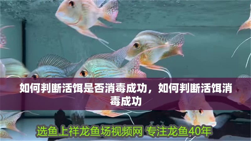 如何判斷活餌是否消毒成功，如何判斷活餌消毒成功