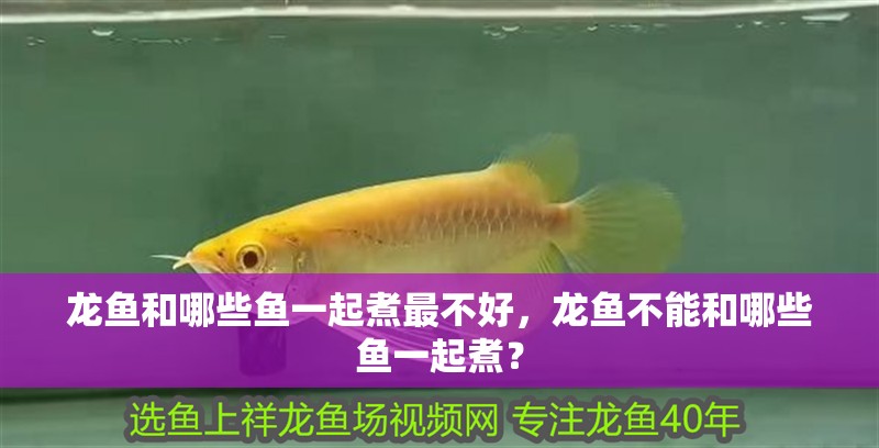 龍魚和哪些魚一起煮最不好，龍魚不能和哪些魚一起煮？ 龍魚和哪些魚一起煮最不好，龍魚不能和哪些魚一起煮？ 龍魚百科