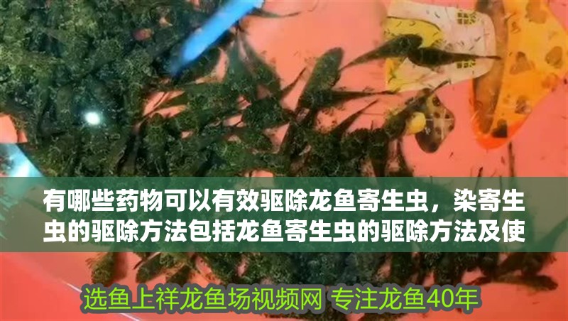 有哪些藥物可以有效驅除龍魚寄生蟲，染寄生蟲的驅除方法包括龍魚寄生蟲的驅除方法及使用方法