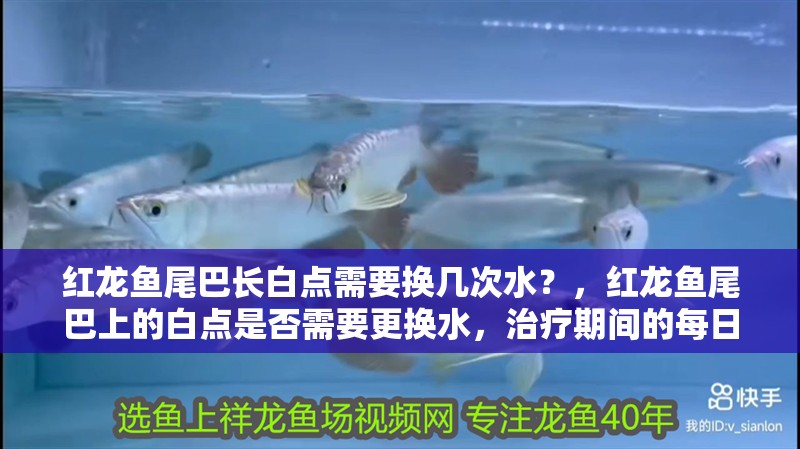 紅龍魚尾巴長白點需要換幾次水？，紅龍魚尾巴上的白點是否需要更換水，治療期間的每日操作清單