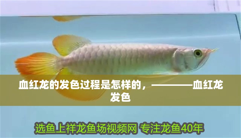 血紅龍的發(fā)色過程是怎樣的，————血紅龍發(fā)色