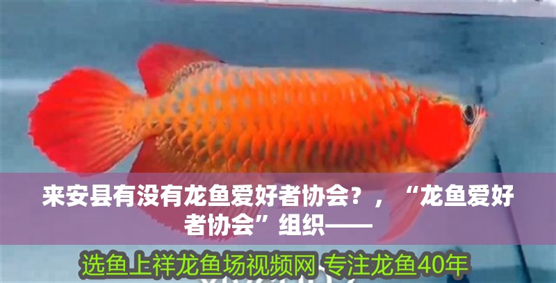 來安縣有沒有龍魚愛好者協會？，“龍魚愛好者協會”組織—— 來安縣有沒有龍魚愛好者協會？，“龍魚愛好者協會”組織—— 龍魚百科