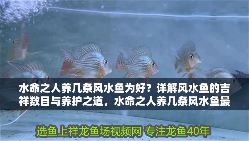 水命之人養幾條風水魚為好？詳解風水魚的吉祥數目與養護之道，水命之人養幾條風水魚最吉利？詳解風水魚數目與養護技巧
