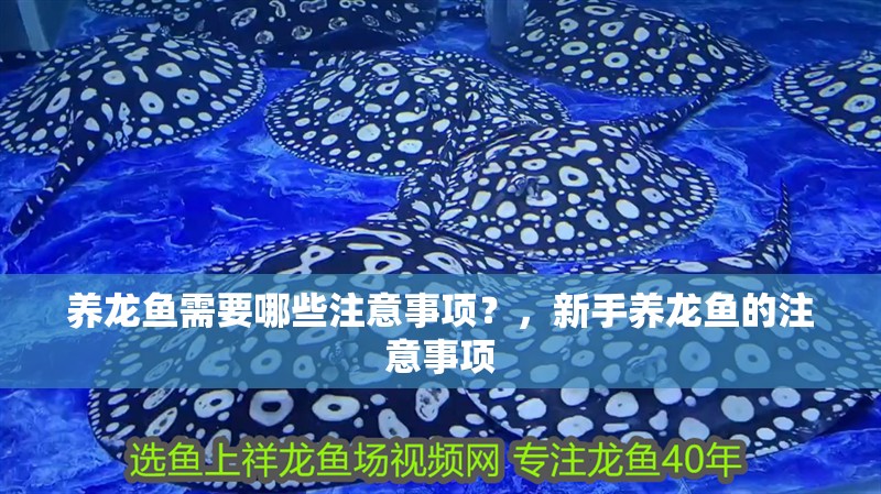 養龍魚需要哪些注意事項？，新手養龍魚的注意事項