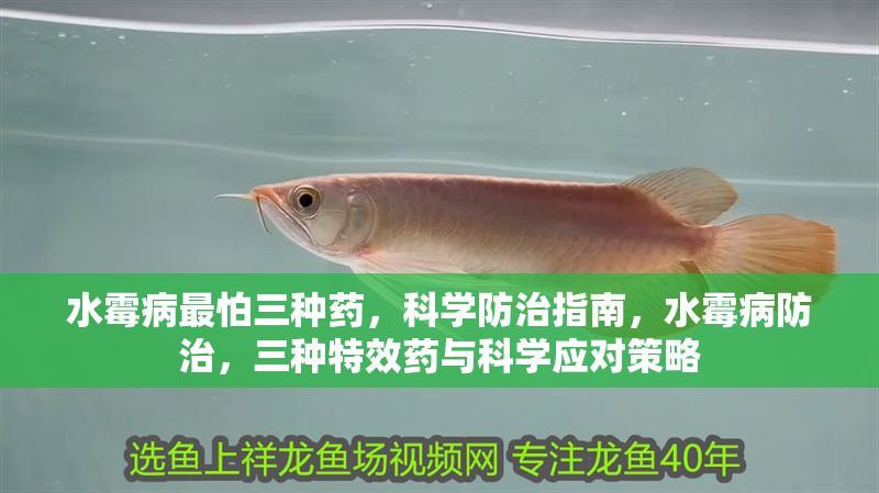 水霉病最怕三種藥，科學防治指南，水霉病防治，三種特效藥與科學應對策略 水霉病最怕三種藥，科學防治指南，水霉病防治，三種特效藥與科學應對策略 龍魚百科 第1張
