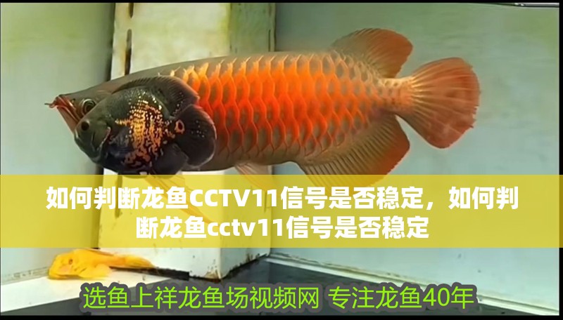 如何判斷龍魚CCTV11信號是否穩定，如何判斷龍魚cctv11信號是否穩定