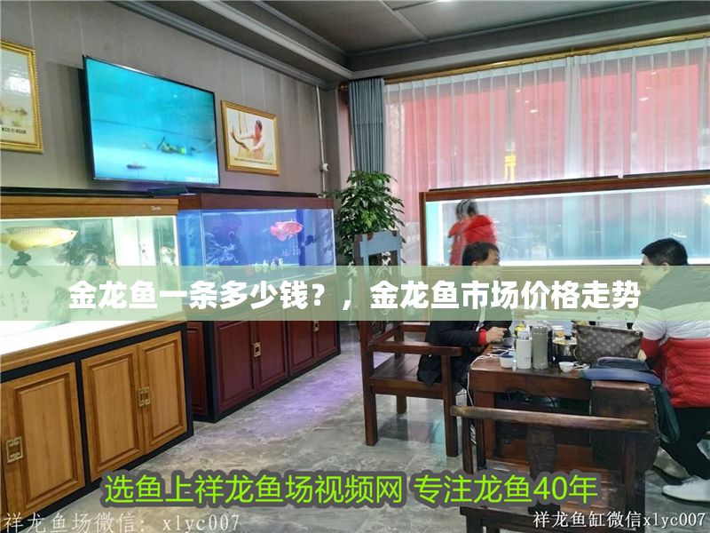 金龍魚一條多少錢？，金龍魚市場價格走勢