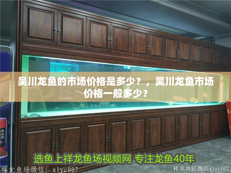 吳川龍魚的市場價(jià)格是多少？，吳川龍魚市場價(jià)格一般多少？