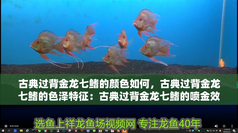 古典過背金龍七鰭的顏色如何，古典過背金龍七鰭的色澤特征：古典過背金龍七鰭的噴金效果